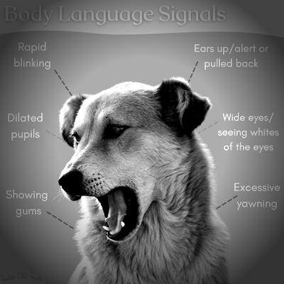 5 signs your dog is stressed
