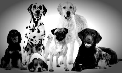 Structured social sessions for reactive dogs